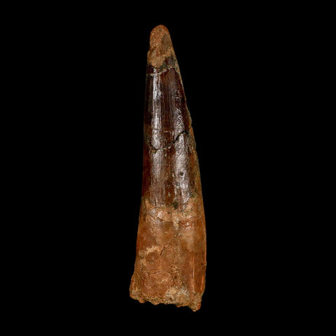 XL 3.7" Spinosaurus Fossil Tooth 100 Million Years Old Cretaceous Dinosaur COA