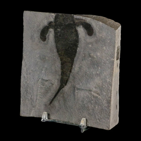 3.4" Eurypterus Sea Scorpion Fossil Eurypterid Silurian 420 Mil Yrs Old New York Stand - Fossil Age Minerals