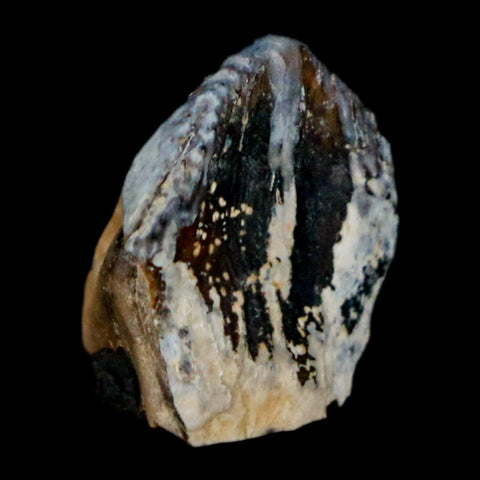 0.6" Triceratops Fossil Tooth Hell Creek FM Cretaceous Dinosaur Montana COA Stand - Fossil Age Minerals