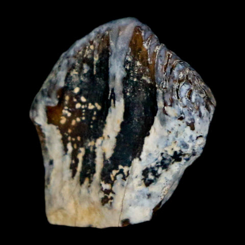 0.6" Triceratops Fossil Tooth Hell Creek FM Cretaceous Dinosaur Montana COA Stand - Fossil Age Minerals