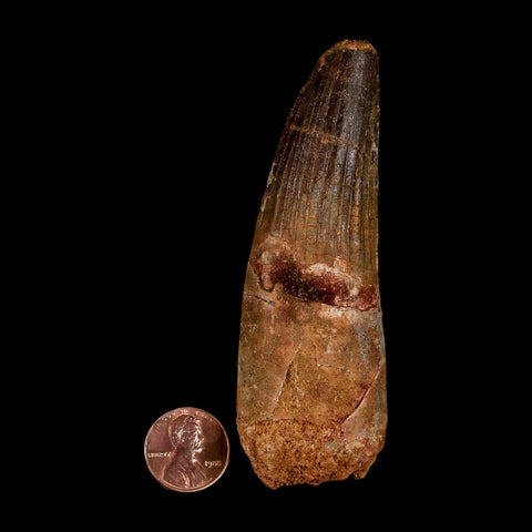 XL 3.8" Spinosaurus Fossil Tooth 100 Million Years Old Cretaceous Dinosaur COA