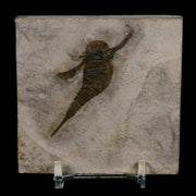 2" Eurypterus Sea Scorpion Fossil Eurypterid Silurian 420 Mil Yrs Old New York Stand