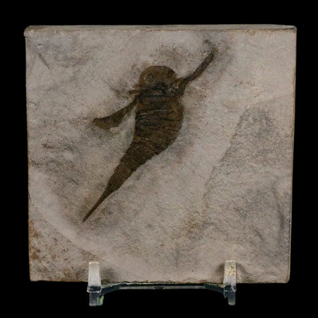 2" Eurypterus Sea Scorpion Fossil Eurypterid Silurian 420 Mil Yrs Old New York Stand