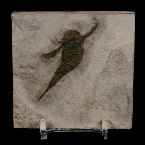 2" Eurypterus Sea Scorpion Fossil Eurypterid Silurian 420 Mil Yrs Old New York Stand - Fossil Age Minerals