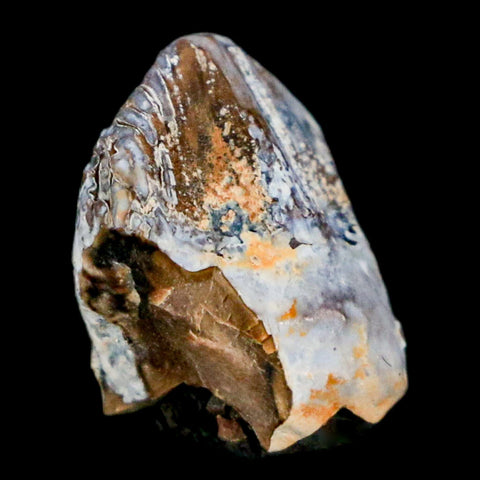 0.6" Triceratops Fossil Tooth Hell Creek FM Cretaceous Dinosaur Montana COA Stand - Fossil Age Minerals