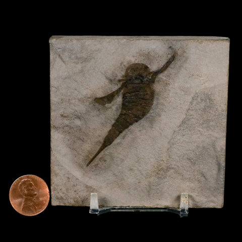 2" Eurypterus Sea Scorpion Fossil Eurypterid Silurian 420 Mil Yrs Old New York Stand - Fossil Age Minerals