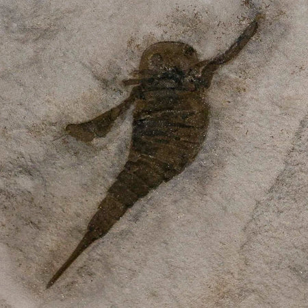 2" Eurypterus Sea Scorpion Fossil Eurypterid Silurian 420 Mil Yrs Old New York Stand