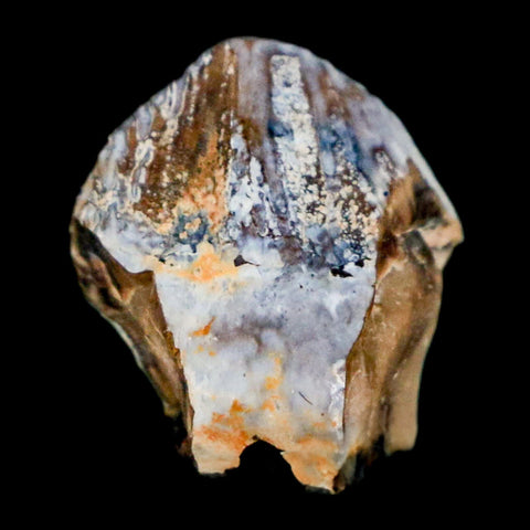 0.6" Triceratops Fossil Tooth Hell Creek FM Cretaceous Dinosaur Montana COA Stand - Fossil Age Minerals