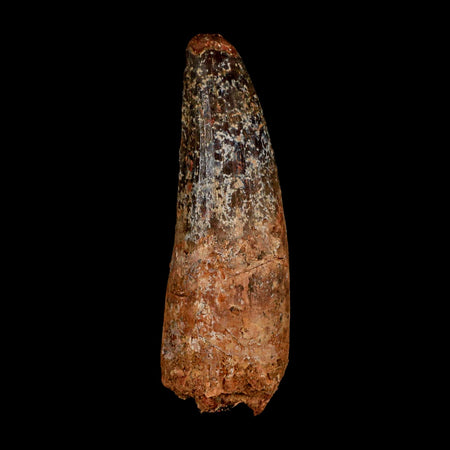 XL 3.8" Spinosaurus Fossil Tooth 100 Million Years Old Cretaceous Dinosaur COA