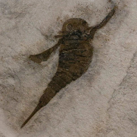2" Eurypterus Sea Scorpion Fossil Eurypterid Silurian 420 Mil Yrs Old New York Stand - Fossil Age Minerals