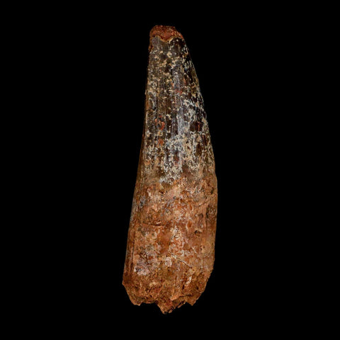 XL 3.8" Spinosaurus Fossil Tooth 100 Million Years Old Cretaceous Dinosaur COA