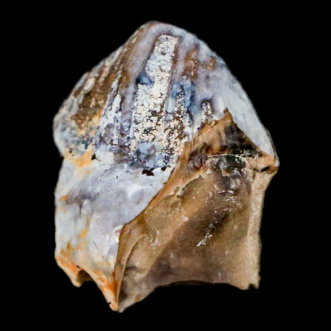 0.6" Triceratops Fossil Tooth Hell Creek FM Cretaceous Dinosaur Montana COA Stand - Fossil Age Minerals