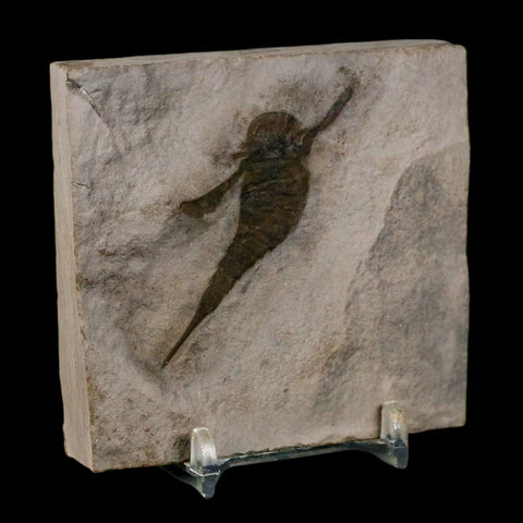 2" Eurypterus Sea Scorpion Fossil Eurypterid Silurian 420 Mil Yrs Old New York Stand - Fossil Age Minerals
