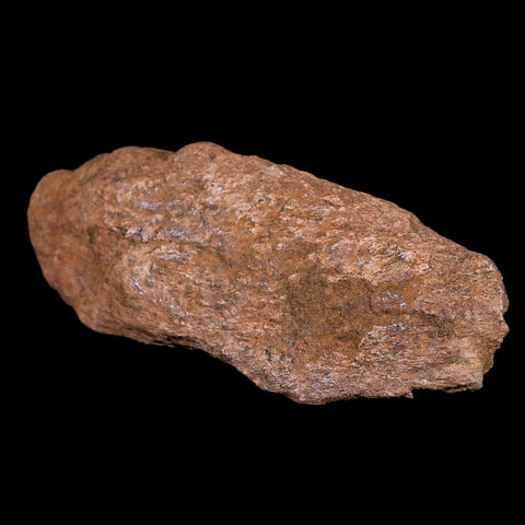 5" Torosaurus Metatarsal Bone Fossil Lance Creek FM Cretaceous Dinosaur WY COA - Fossil Age Minerals