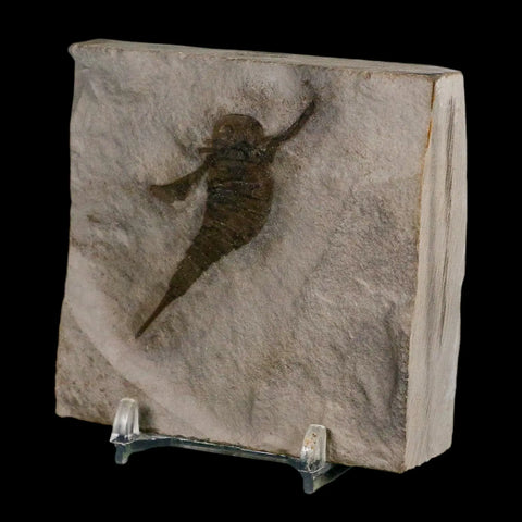 2" Eurypterus Sea Scorpion Fossil Eurypterid Silurian 420 Mil Yrs Old New York Stand - Fossil Age Minerals