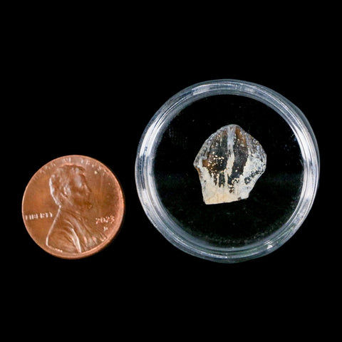 0.6" Triceratops Fossil Tooth Hell Creek FM Cretaceous Dinosaur Montana COA Stand - Fossil Age Minerals