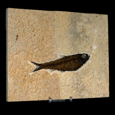 XL 4.7" Knightia Eocaena Fossil Fish Green River FM WY Eocene Age COA & Stand - Fossil Age Minerals