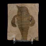 3.1" Eurypterus Sea Scorpion Fossil Eurypterid Silurian 420 Mil Yrs Old New York Stand