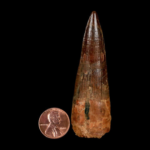 2.9" Spinosaurus Fossil Tooth 100 Million Years Old Cretaceous Dinosaur COA