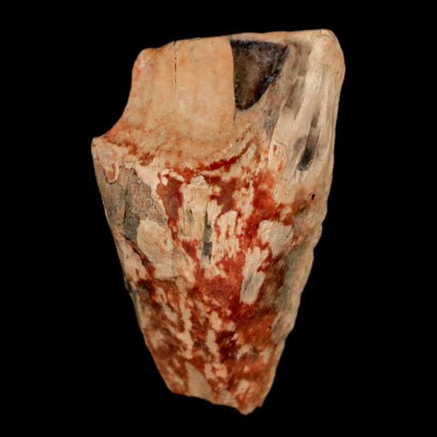 XL 0.9" Triceratops Fossil Tooth Hell Creek FM Cretaceous Dinosaur Montana COA Stand - Fossil Age Minerals