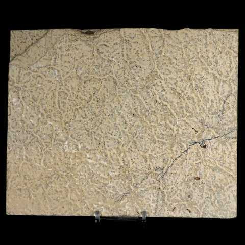 XL 4.7" Knightia Eocaena Fossil Fish Green River FM WY Eocene Age COA & Stand - Fossil Age Minerals