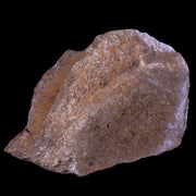 5.8" Diplodocus Fossil Bone Morrison FM Wyoming Jurassic Age Dinosaur COA