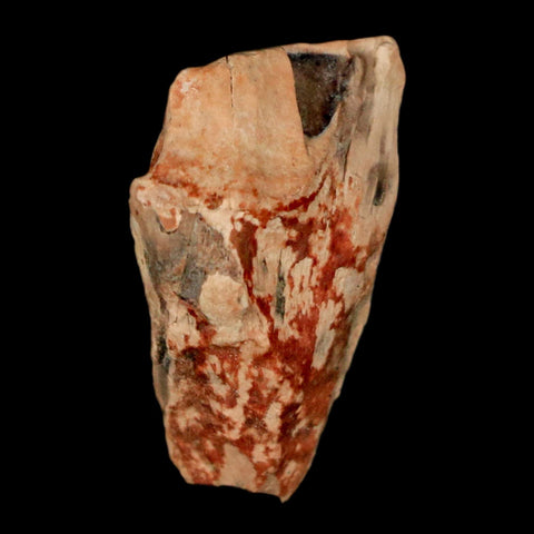 XL 0.9" Triceratops Fossil Tooth Hell Creek FM Cretaceous Dinosaur Montana COA Stand - Fossil Age Minerals