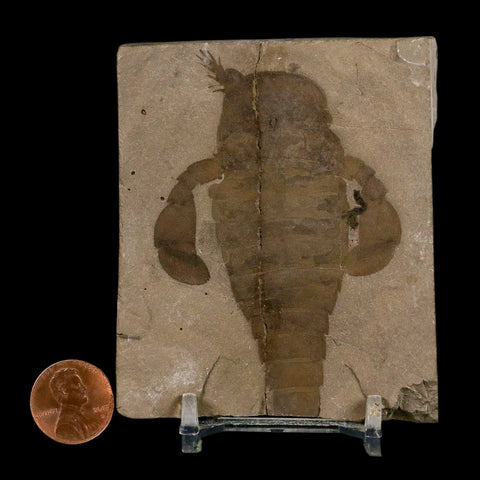 3.1" Eurypterus Sea Scorpion Fossil Eurypterid Silurian 420 Mil Yrs Old New York Stand - Fossil Age Minerals