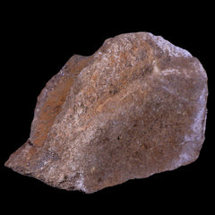 Diplodocus Fossil Collection