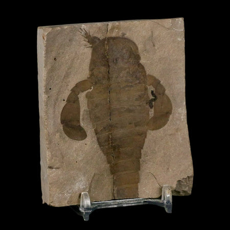 3.1" Eurypterus Sea Scorpion Fossil Eurypterid Silurian 420 Mil Yrs Old New York Stand