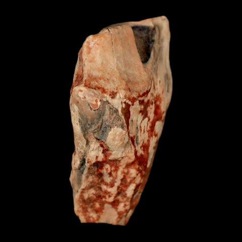 XL 0.9" Triceratops Fossil Tooth Hell Creek FM Cretaceous Dinosaur Montana COA Stand - Fossil Age Minerals