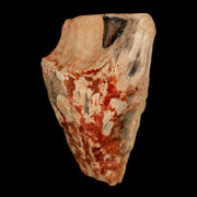 XL 0.9" Triceratops Fossil Tooth Hell Creek FM Cretaceous Dinosaur Montana COA Stand