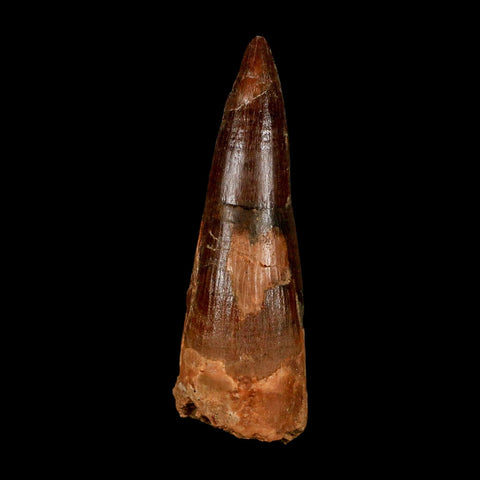2.9" Spinosaurus Fossil Tooth 100 Million Years Old Cretaceous Dinosaur COA