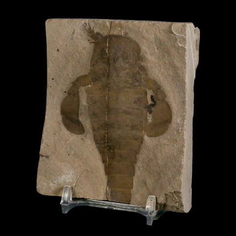 3.1" Eurypterus Sea Scorpion Fossil Eurypterid Silurian 420 Mil Yrs Old New York Stand - Fossil Age Minerals