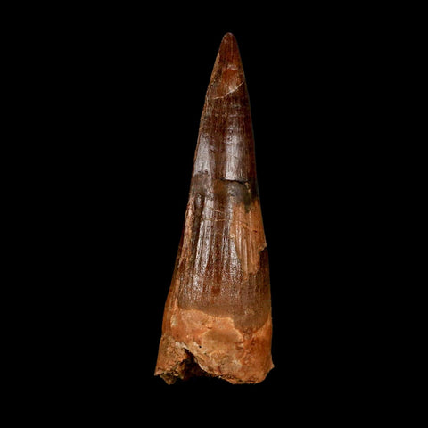 2.9" Spinosaurus Fossil Tooth 100 Million Years Old Cretaceous Dinosaur COA