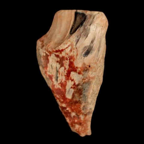 XL 0.9" Triceratops Fossil Tooth Hell Creek FM Cretaceous Dinosaur Montana COA Stand - Fossil Age Minerals