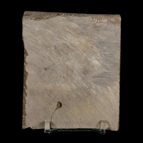 3.1" Eurypterus Sea Scorpion Fossil Eurypterid Silurian 420 Mil Yrs Old New York Stand - Fossil Age Minerals