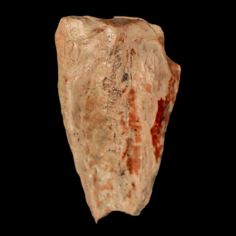 XL 0.9" Triceratops Fossil Tooth Hell Creek FM Cretaceous Dinosaur Montana COA Stand - Fossil Age Minerals