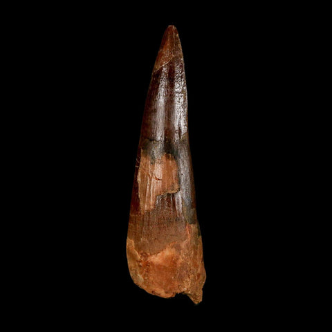 2.9" Spinosaurus Fossil Tooth 100 Million Years Old Cretaceous Dinosaur COA
