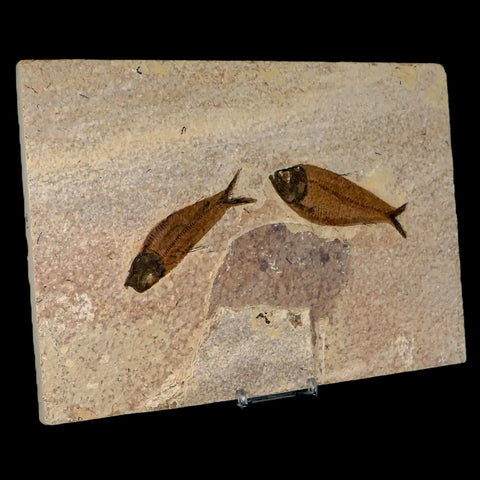 2 Two Knightia Eocaena Fossil Fish Green River FM WY Eocene Age COA & Stand - Fossil Age Minerals