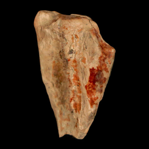 XL 0.9" Triceratops Fossil Tooth Hell Creek FM Cretaceous Dinosaur Montana COA Stand - Fossil Age Minerals