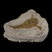 3.8" Eurypterus Sea Scorpion Fossil Eurypterid Silurian 420 Mil Yrs Old New York Stand