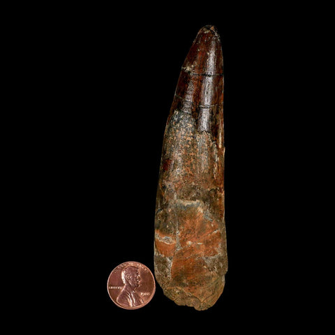 XXL 4.2" Spinosaurus Fossil Tooth 100 Million Years Old Cretaceous Dinosaur COA