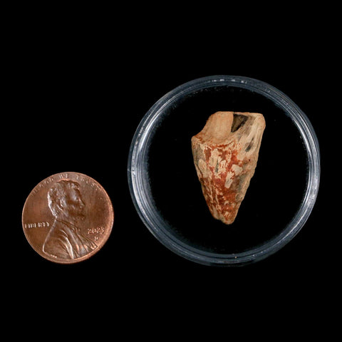 XL 0.9" Triceratops Fossil Tooth Hell Creek FM Cretaceous Dinosaur Montana COA Stand - Fossil Age Minerals