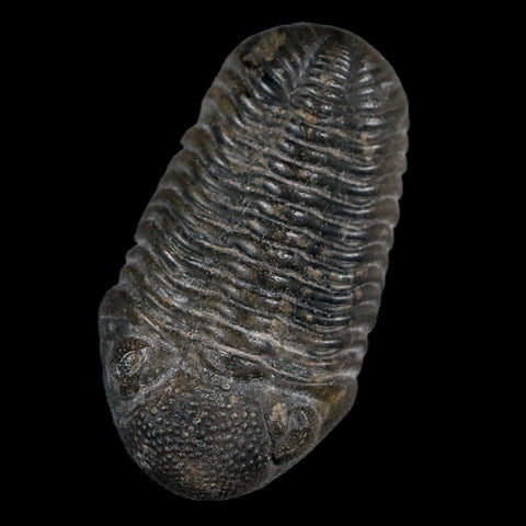 Two 1.5" Morocops Trilobite Fossil Devonian Age Lghaft Morocco 400 Mil Yrs Old COA - Fossil Age Minerals