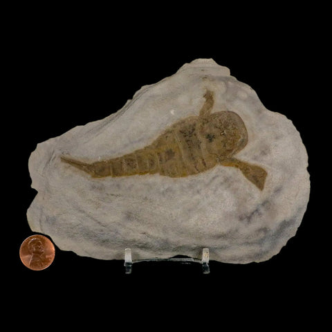 3.8" Eurypterus Sea Scorpion Fossil Eurypterid Silurian 420 Mil Yrs Old New York Stand - Fossil Age Minerals