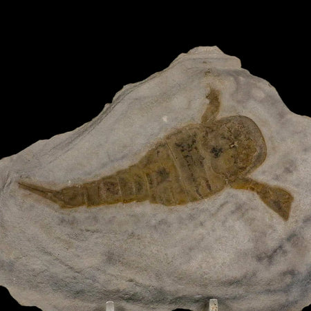 3.8" Eurypterus Sea Scorpion Fossil Eurypterid Silurian 420 Mil Yrs Old New York Stand
