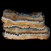 2.5" Mammoth Tooth Cross Section In Riker Display Pleistocene Age Hawthorne FM