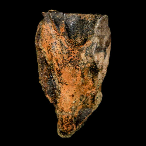 XL 0.9" Triceratops Fossil Tooth Hell Creek FM Cretaceous Dinosaur Montana COA Stand - Fossil Age Minerals