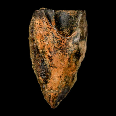 XL 0.9" Triceratops Fossil Tooth Hell Creek FM Cretaceous Dinosaur Montana COA Stand - Fossil Age Minerals